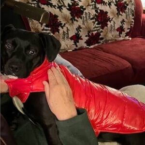 Cozy Red Dog Puffer Vest